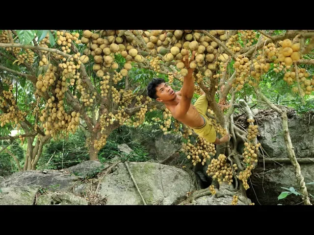 fruit in the jungle - eating langsat